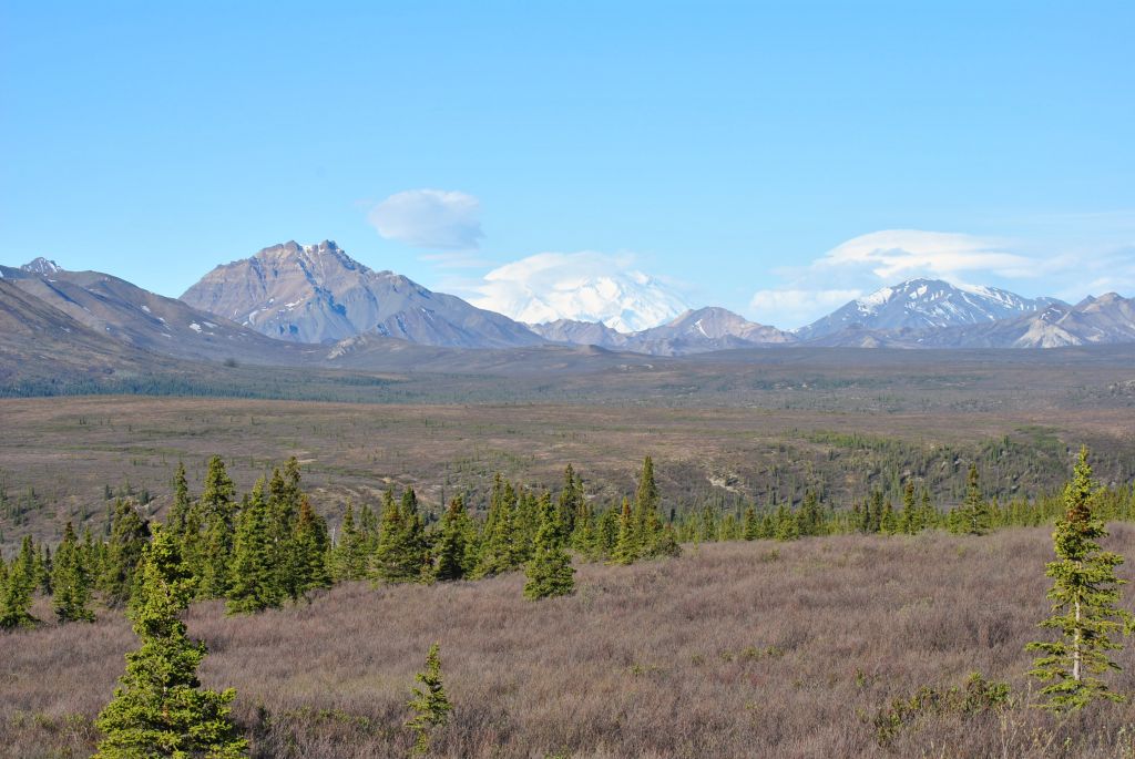 Le Parc Denali un incontournable lors de votre voyage en Alaska aux Etats-Unis 