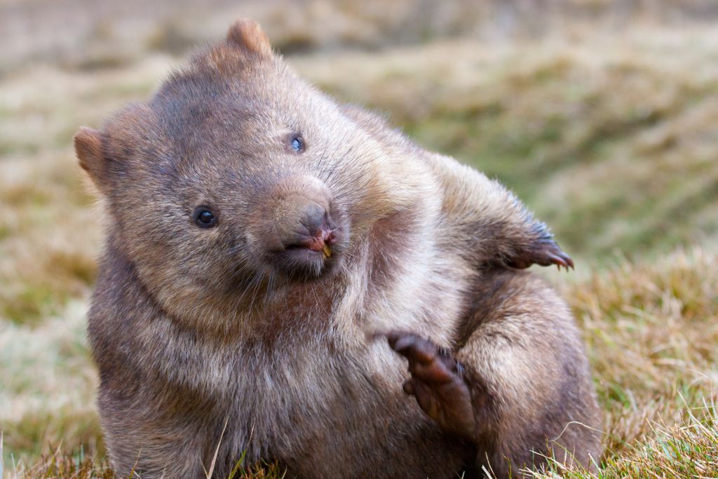 Sweet wombat 
