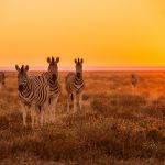 Quelle agence pour organiser votre safari sur-mesure en Afrique ?
