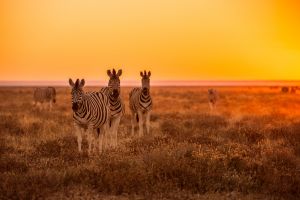 Quelle agence pour organiser votre safari sur-mesure en Afrique ?