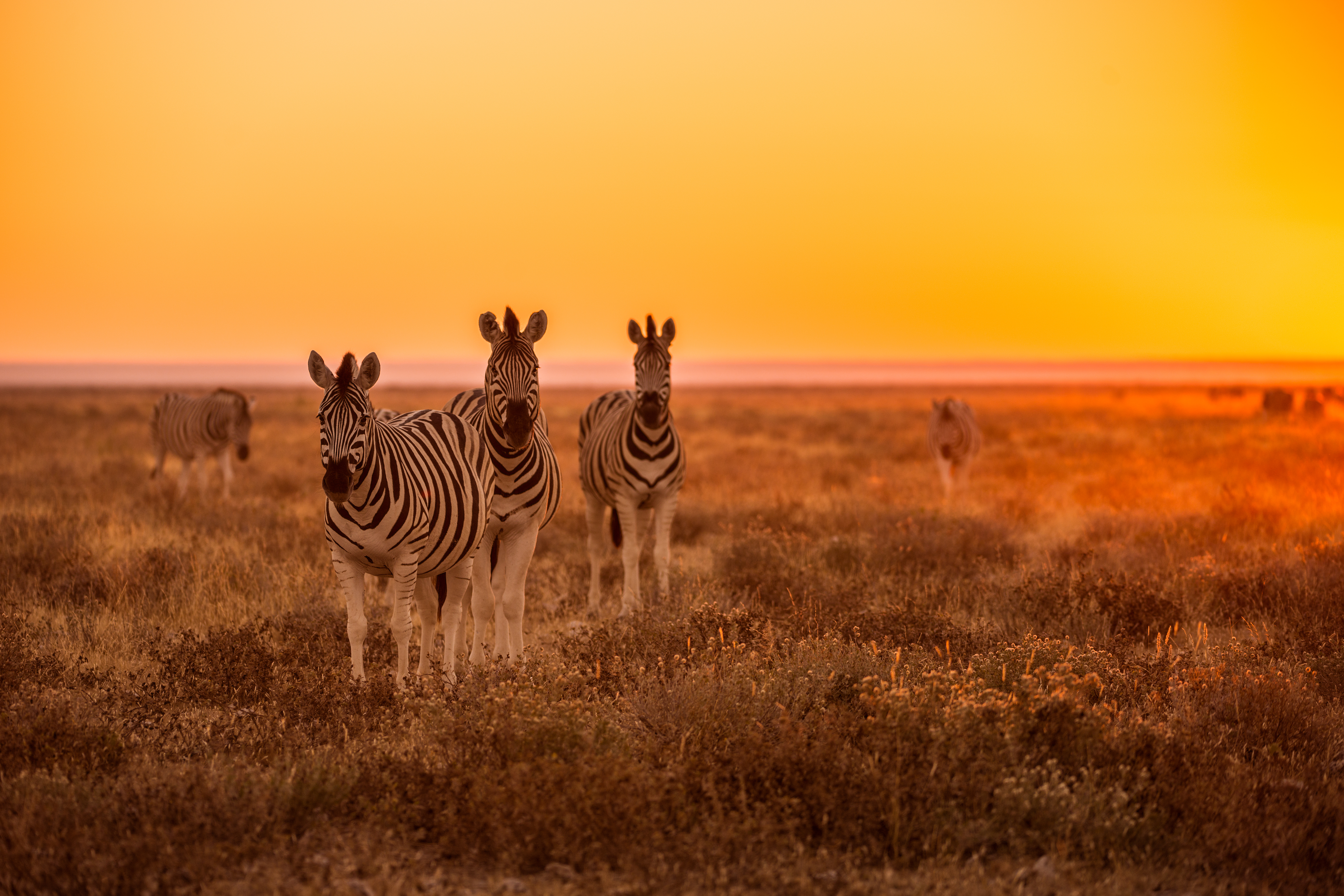 Quelle agence pour organiser votre safari sur-mesure en Afrique ?