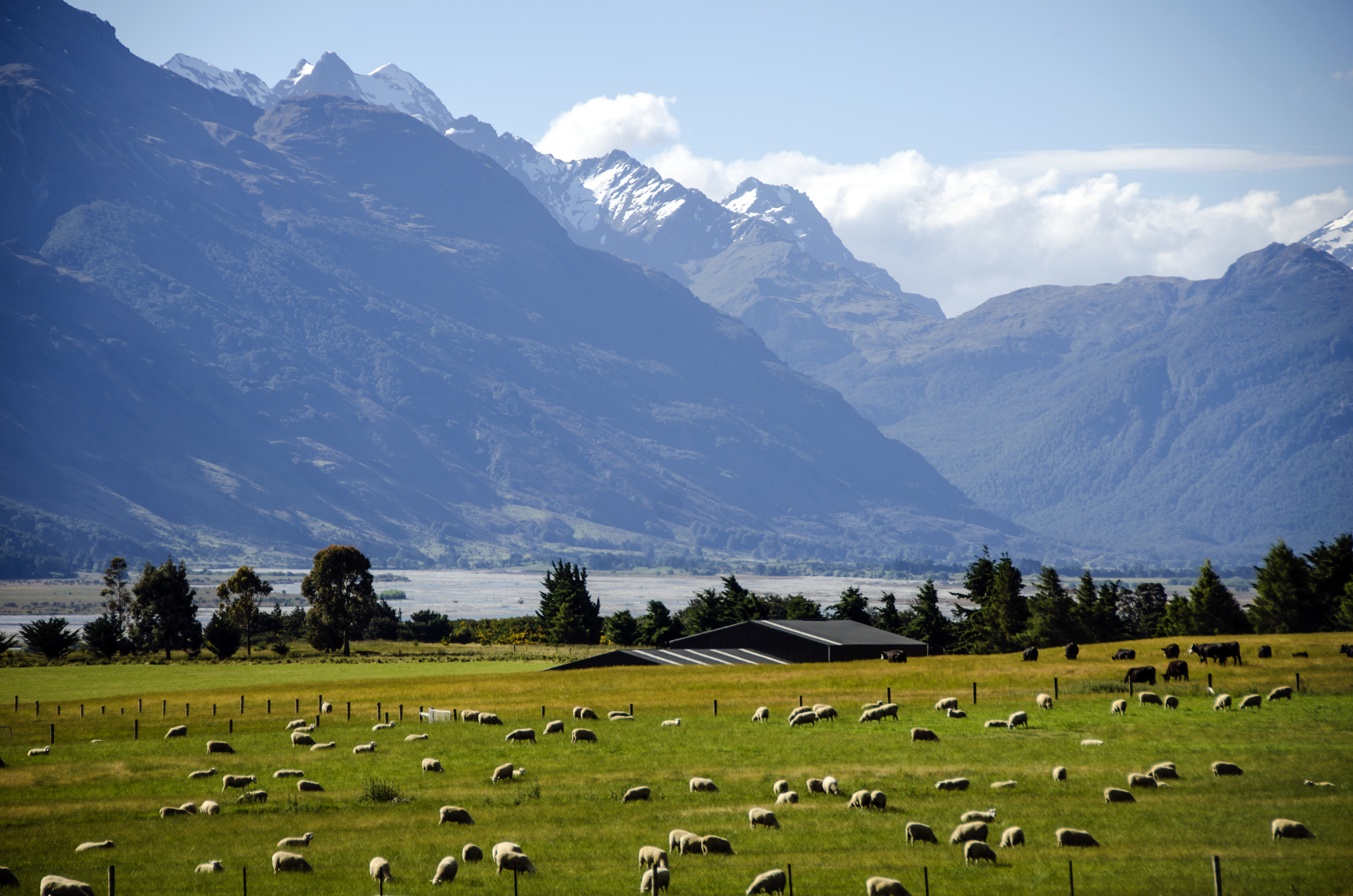Champs de mouton en Nouvelle Zélande
