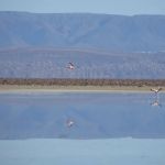 Laguna Chaxa à san Pedro de Atacama au Chili