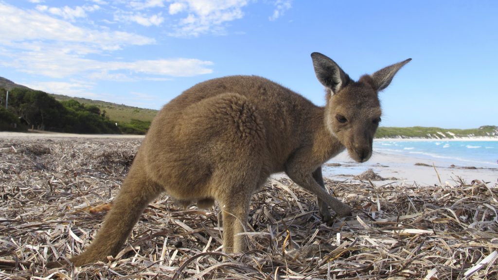Kangaroo à Kangaroo Island