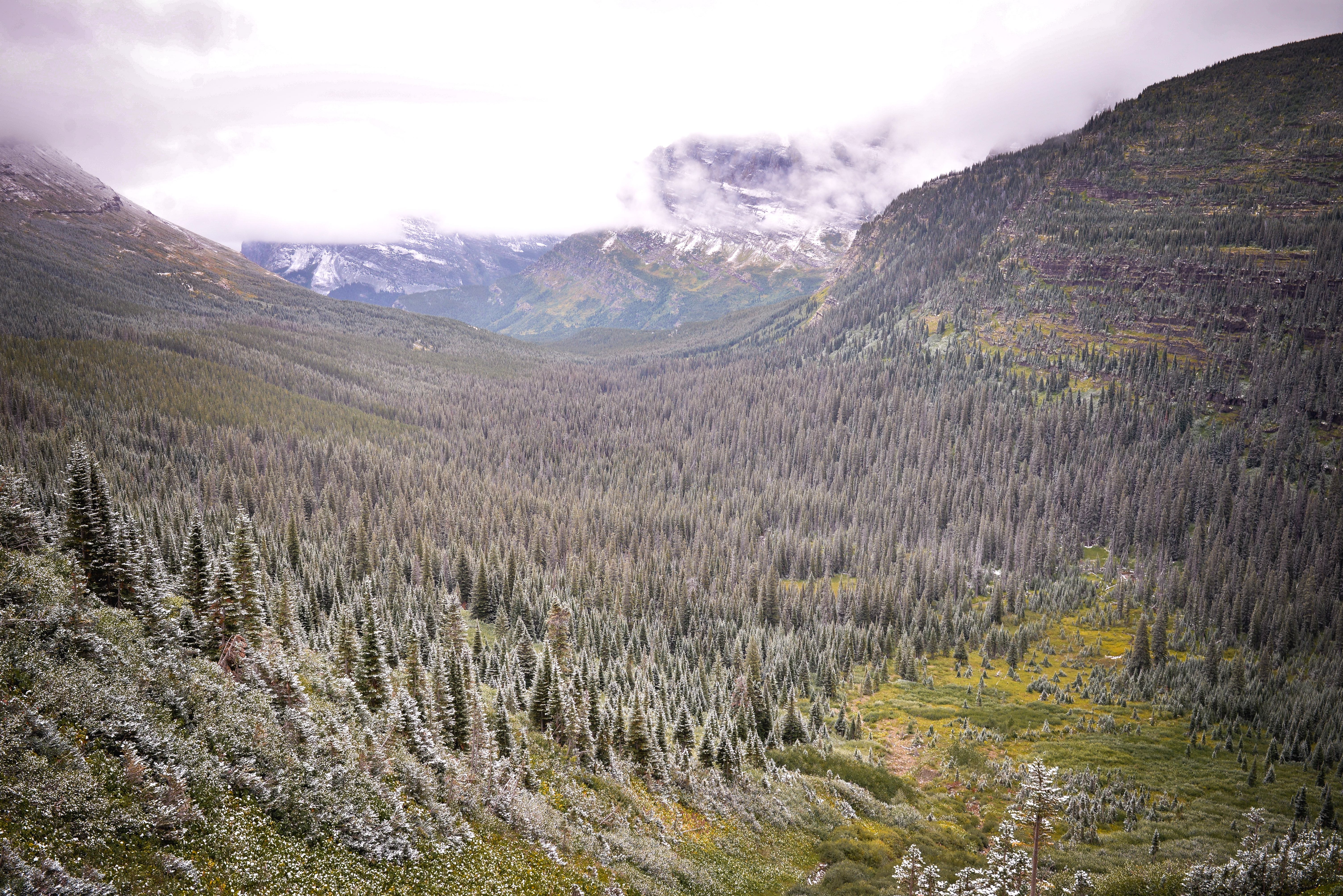Foret de pins de Glacier National Park