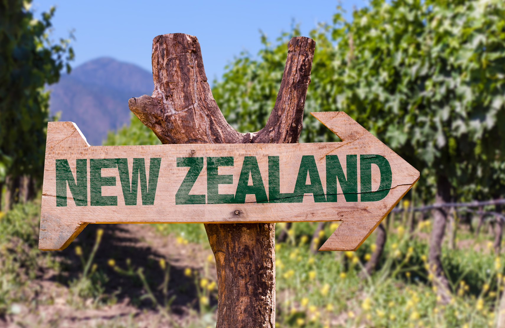 Nouvel An dans les vignes en Nouvelle Zelande 