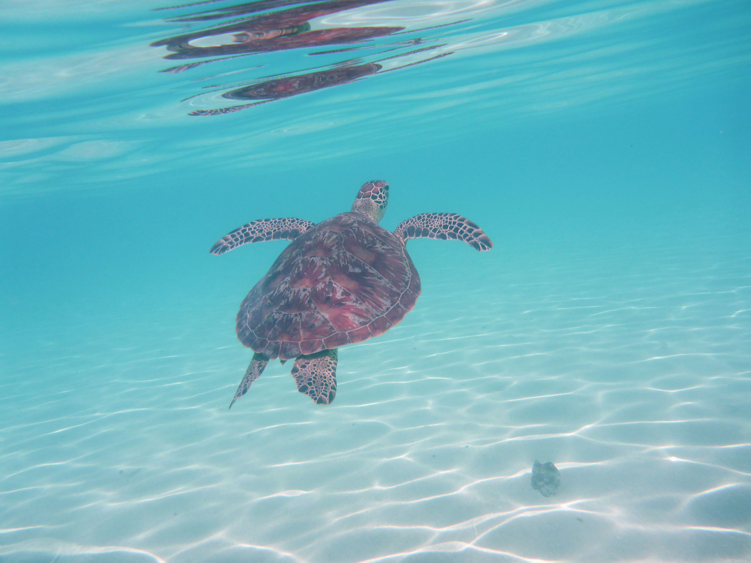 nager avec des tortues de mer c'est magique 