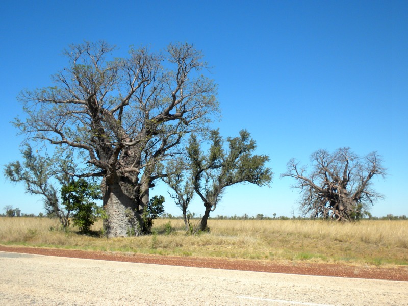 les plus gros baobabs d'Australie 