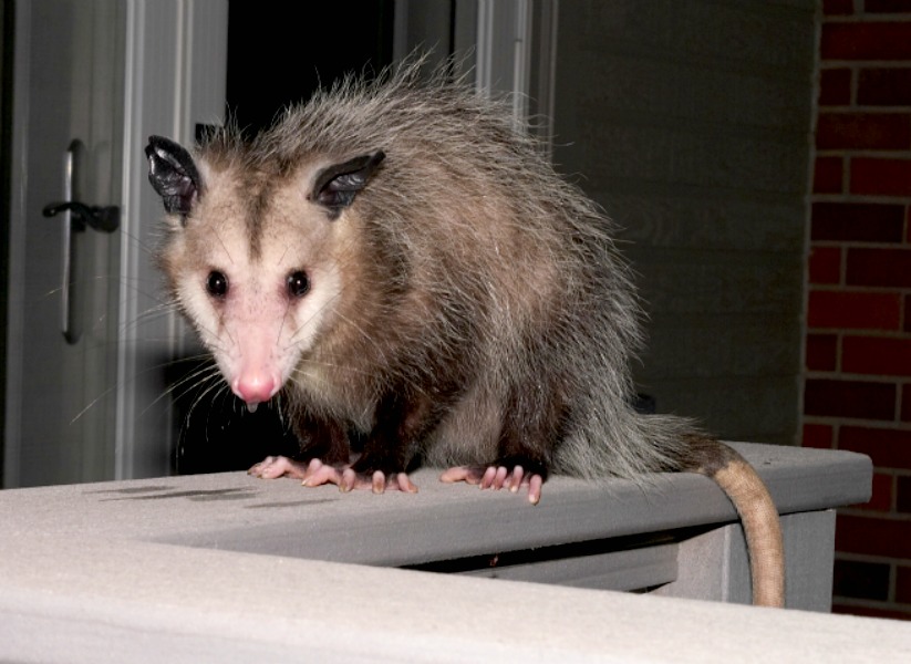 Opossom 