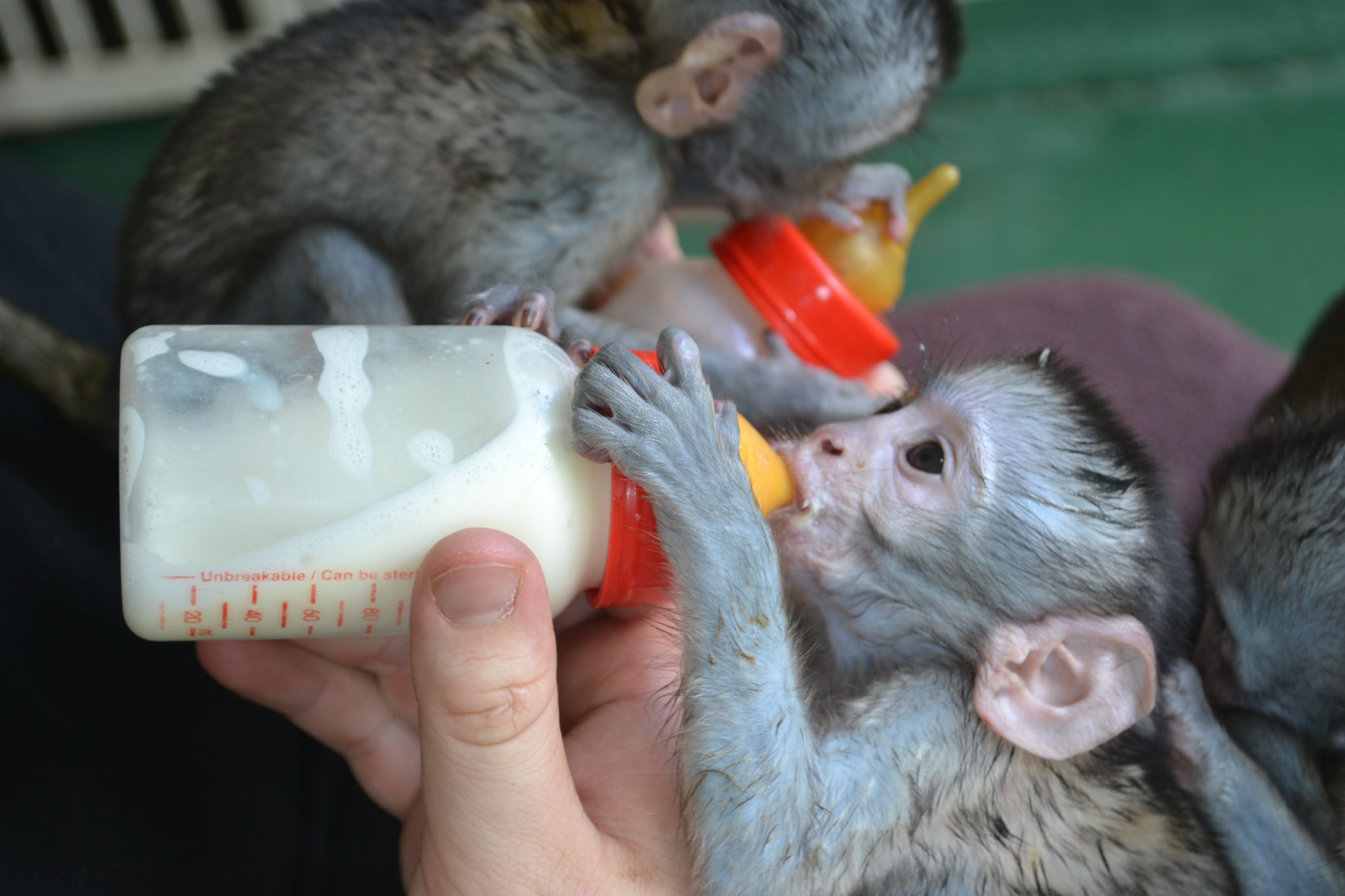 avec un petit singe qui boit du lait 
