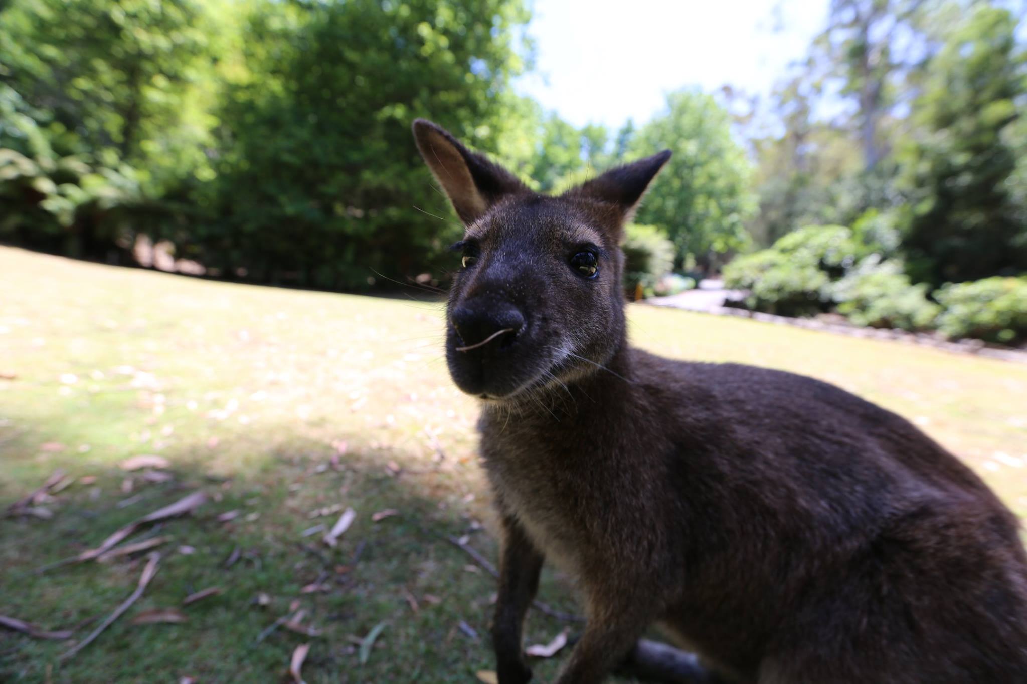 En tasmanie il y a que des wallaby