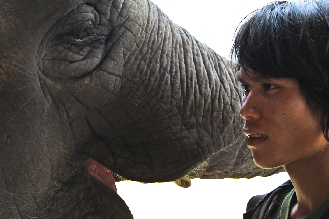 L'amour de Mahout pour les éléphants