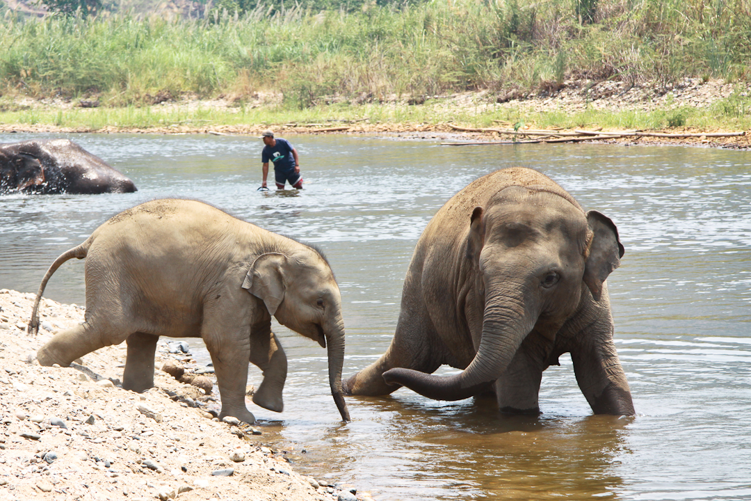 Les joies de la baignade pour les éléphants