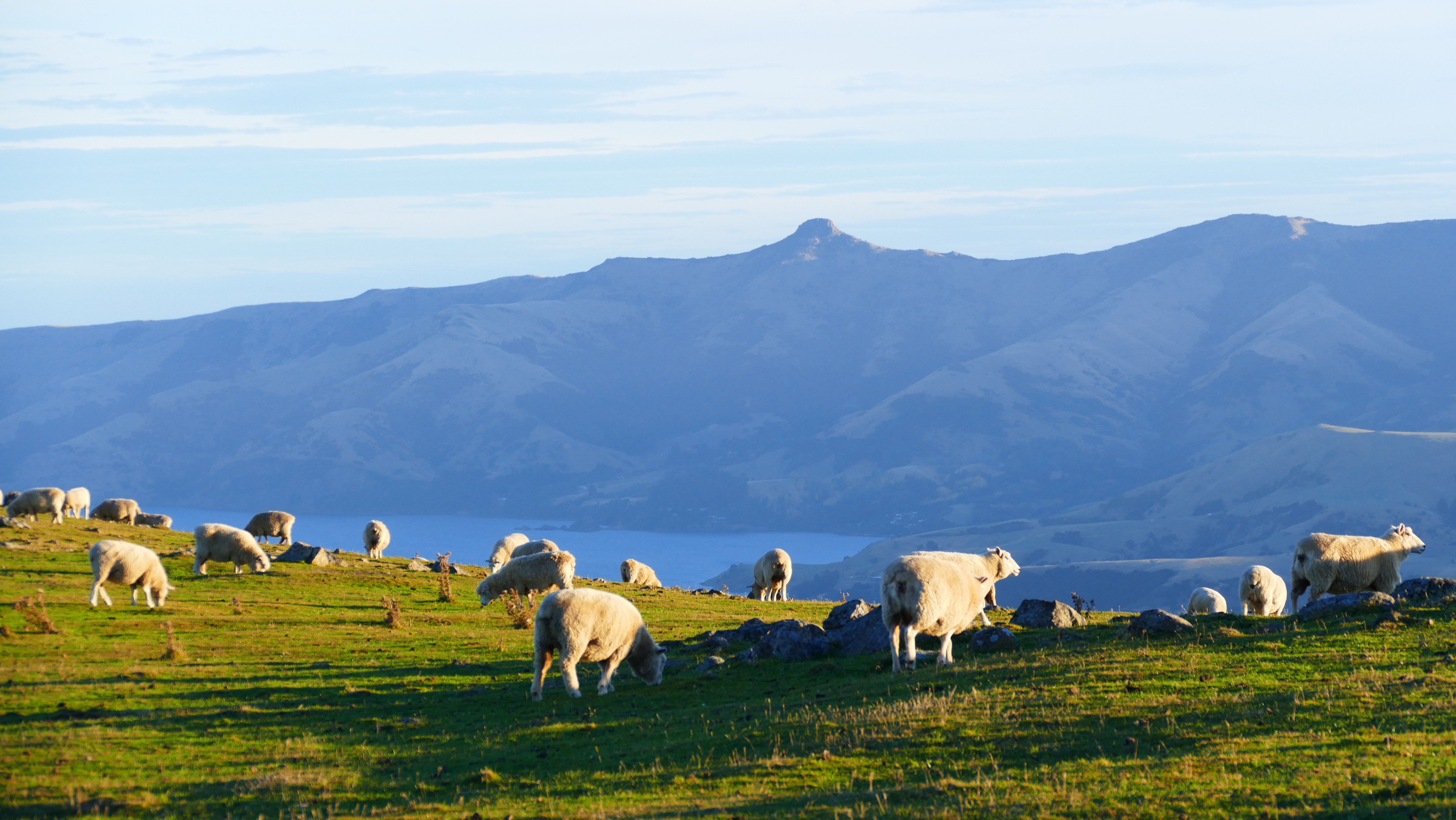 moutons en Nouvelle Zelande
