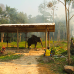 réserve d'éléphant en Thaillande