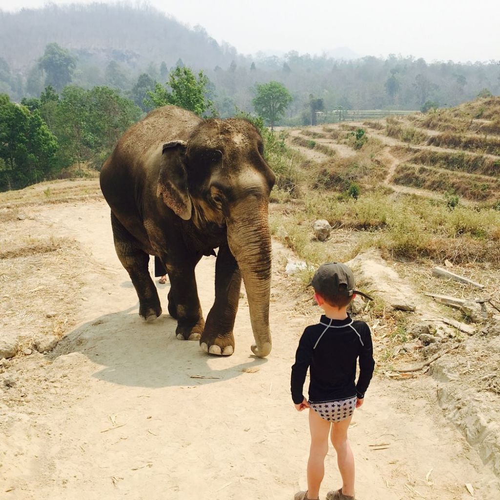 rencontre d'un elephant en Asie