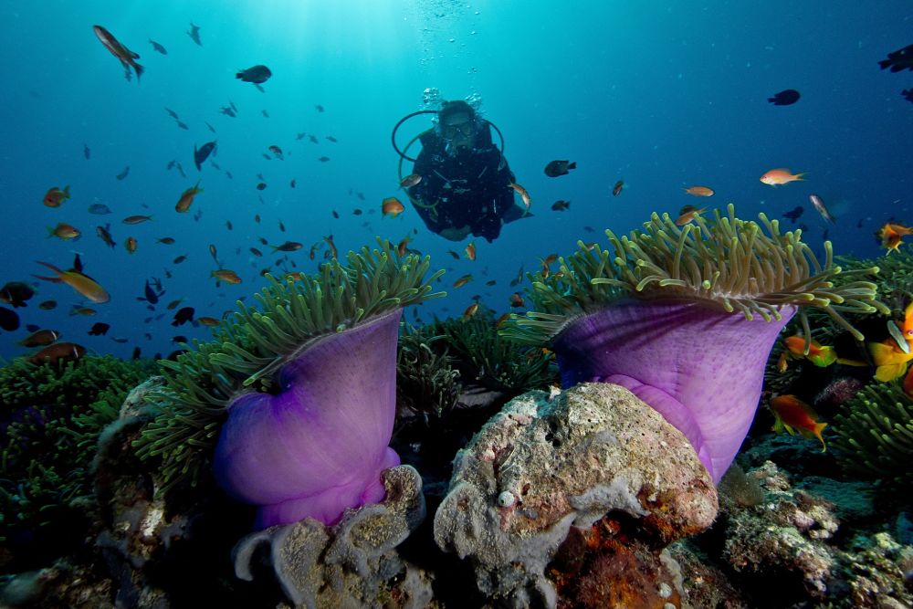 Plongée dans les eaux paradisiaques des Maldives