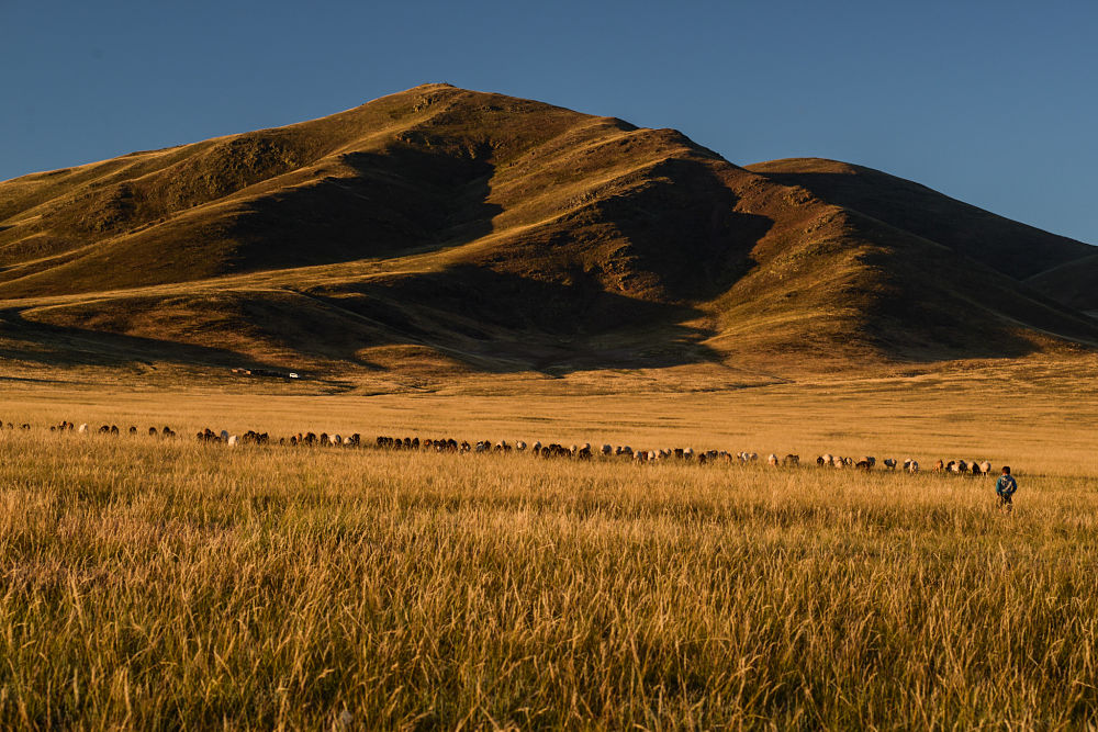 un troupeau en Mongolie