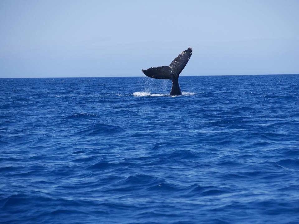baleine en Australie