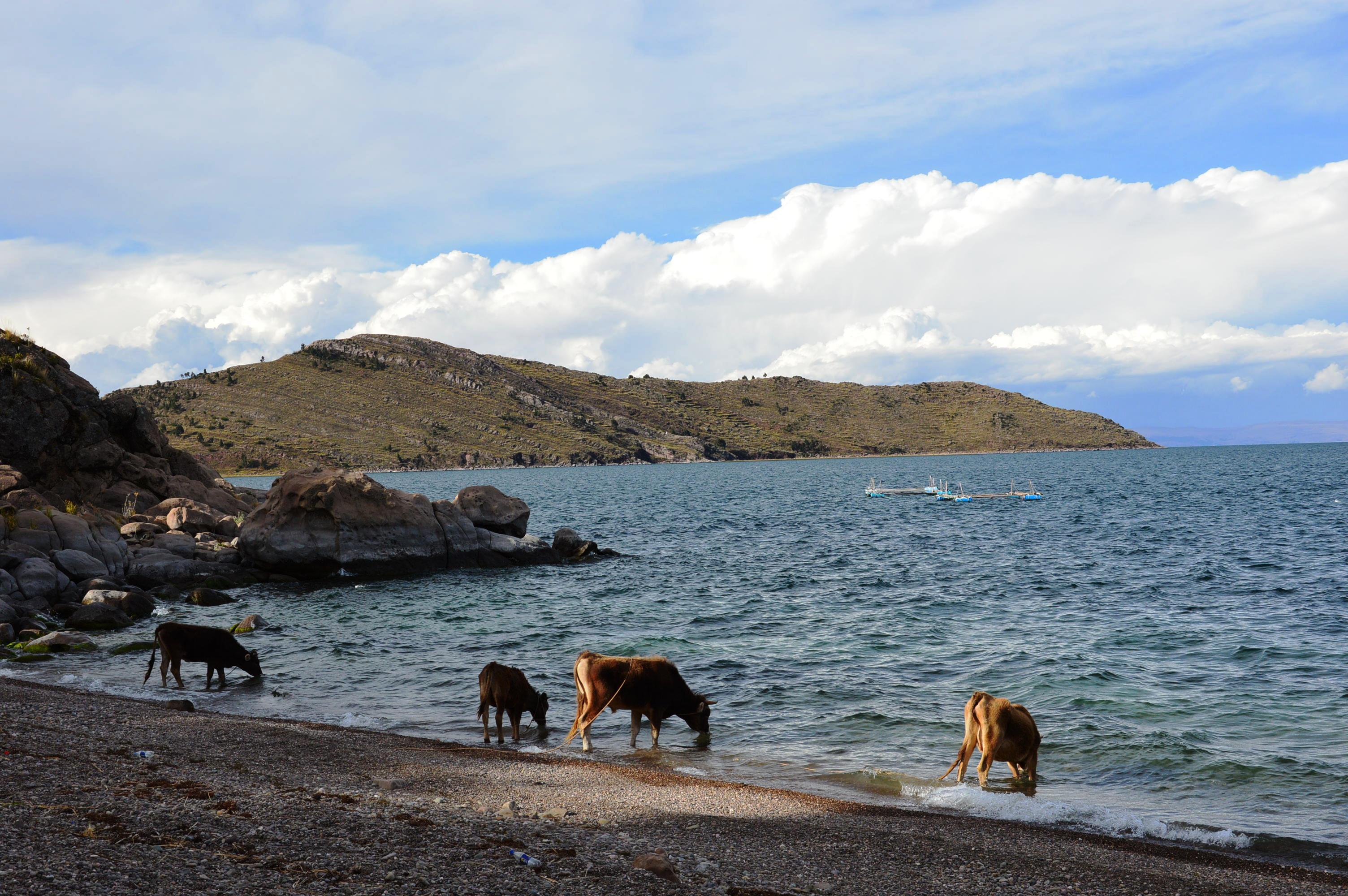 des vaches sur une plage de Capachica