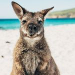 Les Bestjobers présentent leurs 100 coups de cœur en Australie