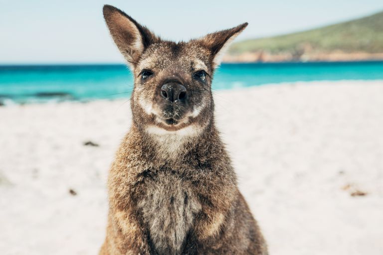 Les Bestjobers présentent leurs 100 coups de cœur en Australie