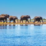 Voyage au Botswana : tous nos conseils