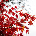 Photos : L’oeil d’Eos se pose sur le Japon