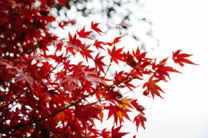 Photos : L’oeil d’Eos se pose sur le Japon