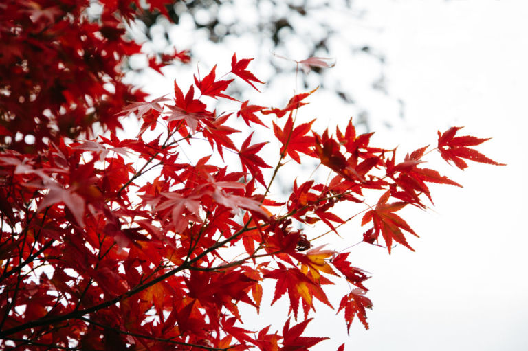 Photos : L’oeil d’Eos se pose sur le Japon