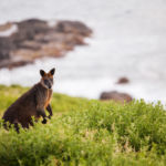 Les animaux emblématiques de vos destinations touristiques