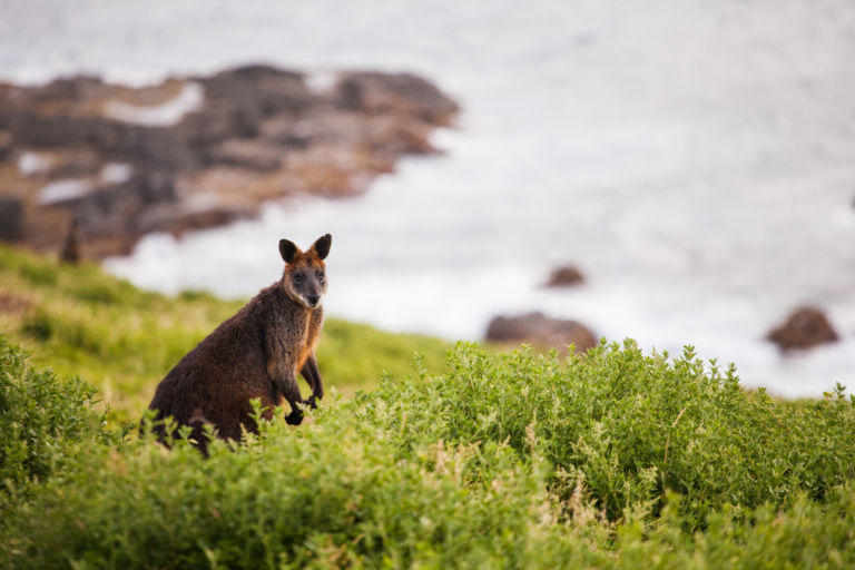 Les animaux emblématiques de vos destinations touristiques