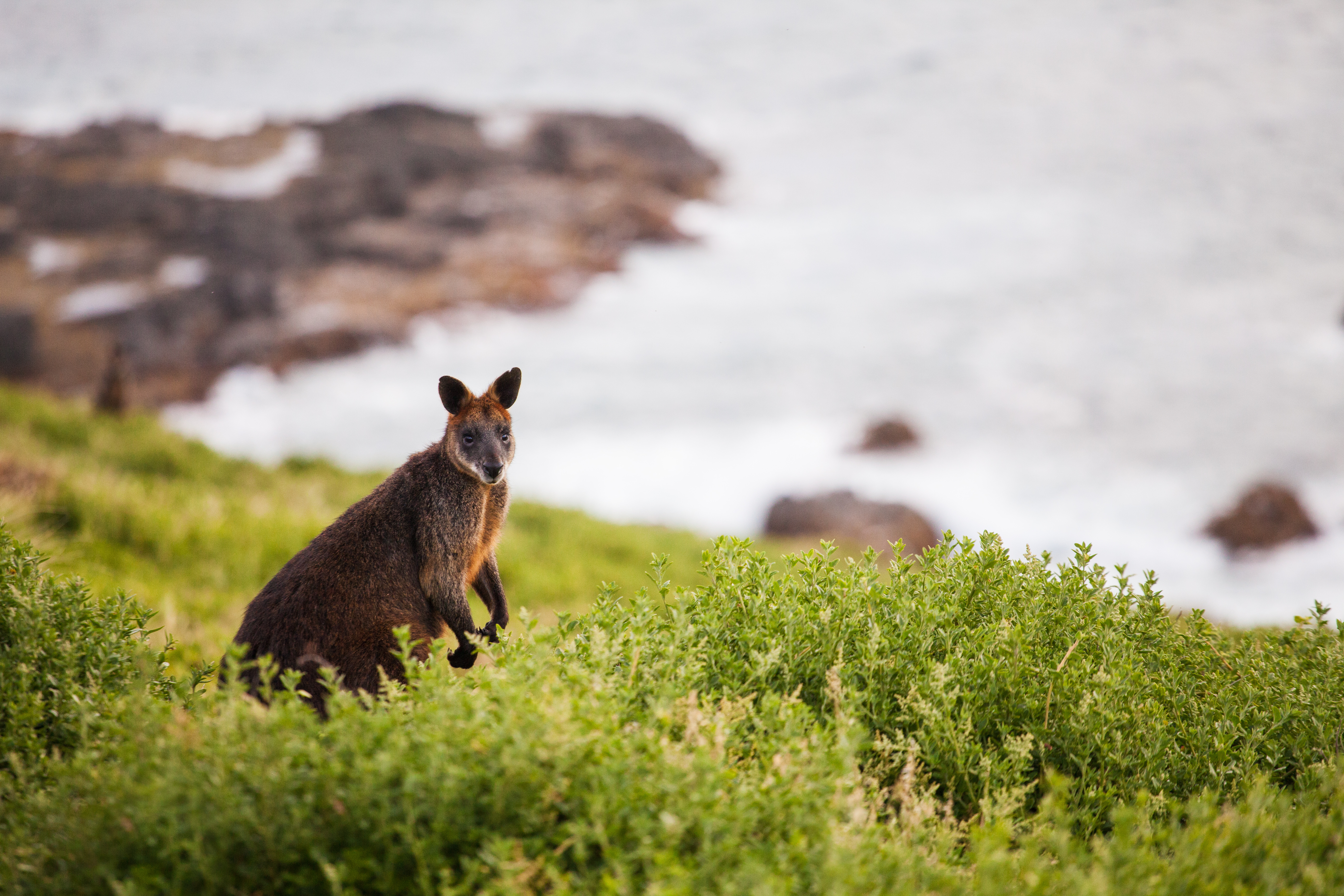 Les animaux emblématiques de vos destinations touristiques