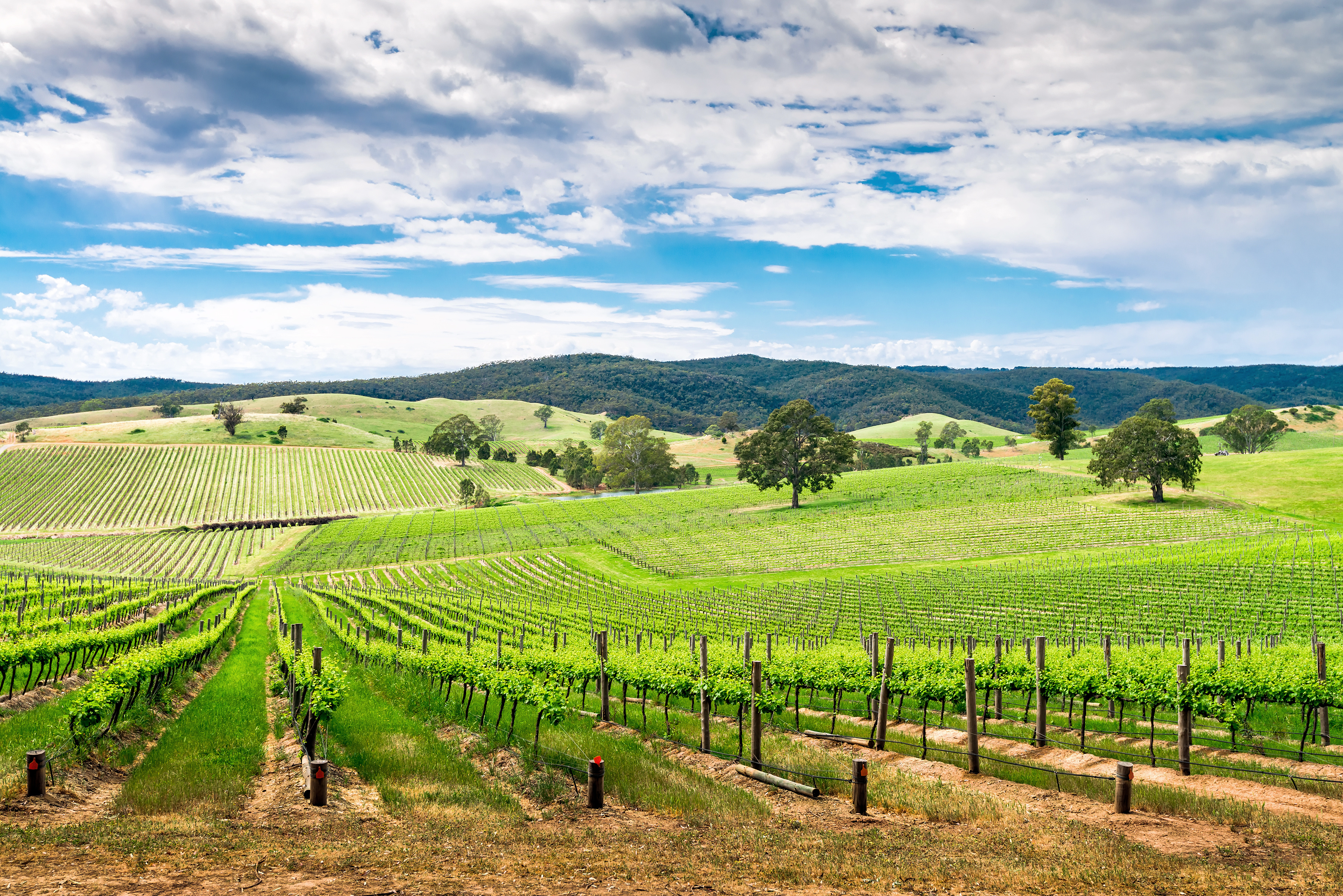 Les meilleures destinations dans le monde pour déguster du vin
