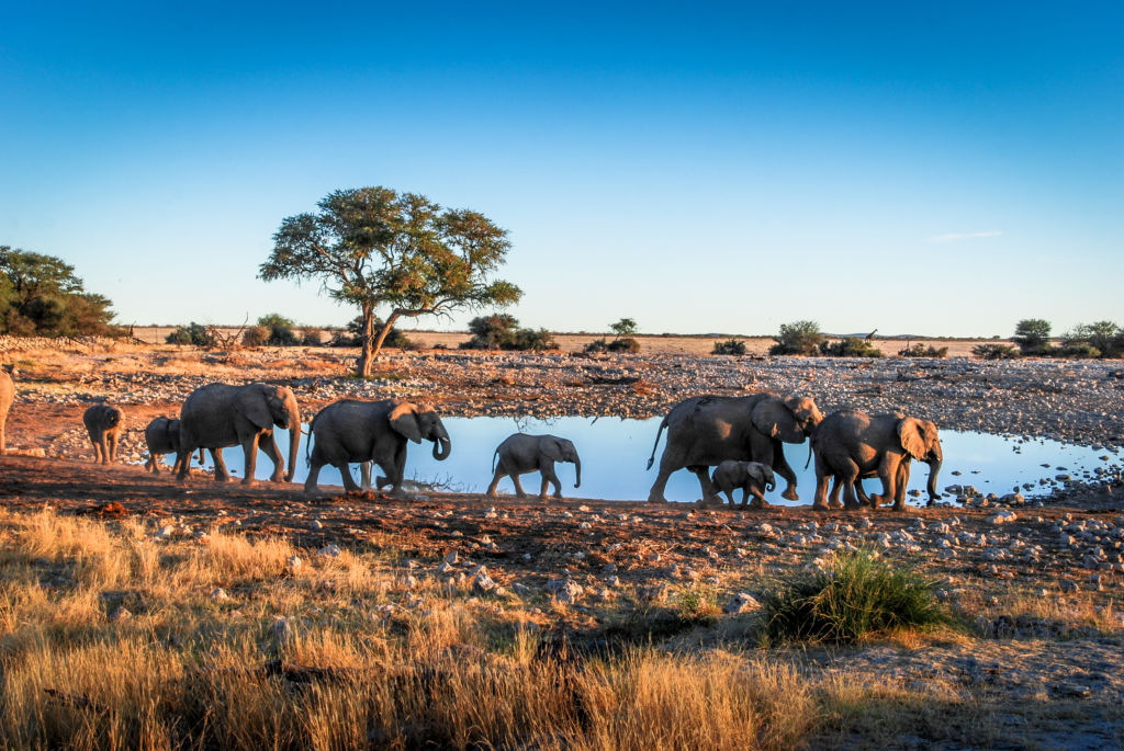 voyage en Namibie pour faire un safari : nos conseils