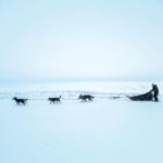 Récit d’un trek de 5 jours en Laponie avec des chiens de traîneau