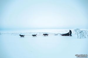 Récit d’un trek de 5 jours en Laponie avec des chiens de traîneau