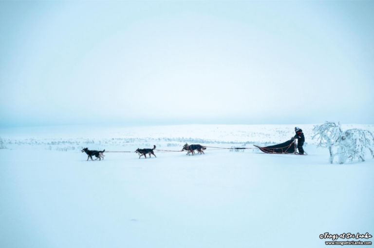 Récit d’un trek de 5 jours en Laponie avec des chiens de traîneau