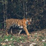Sur les traces du tigre en Inde, par les Bestjobers