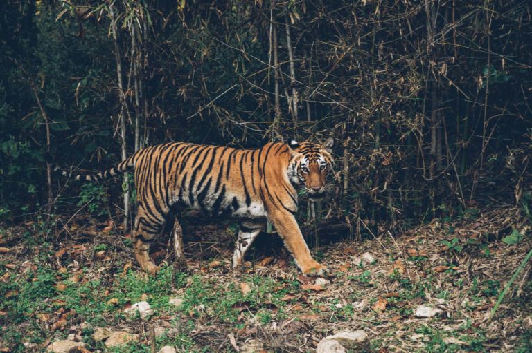 Sur les traces du tigre en Inde, par les Bestjobers