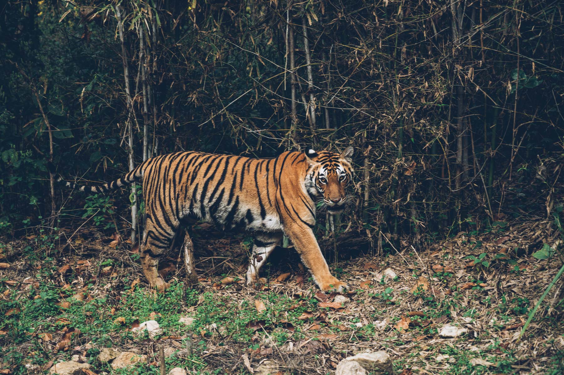 Sur les traces du tigre en Inde, par les Bestjobers