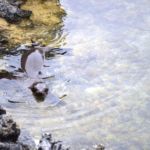 Que faire aux îles Galapagos ?