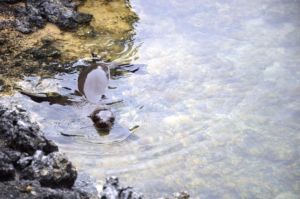 Que faire aux îles Galapagos ?