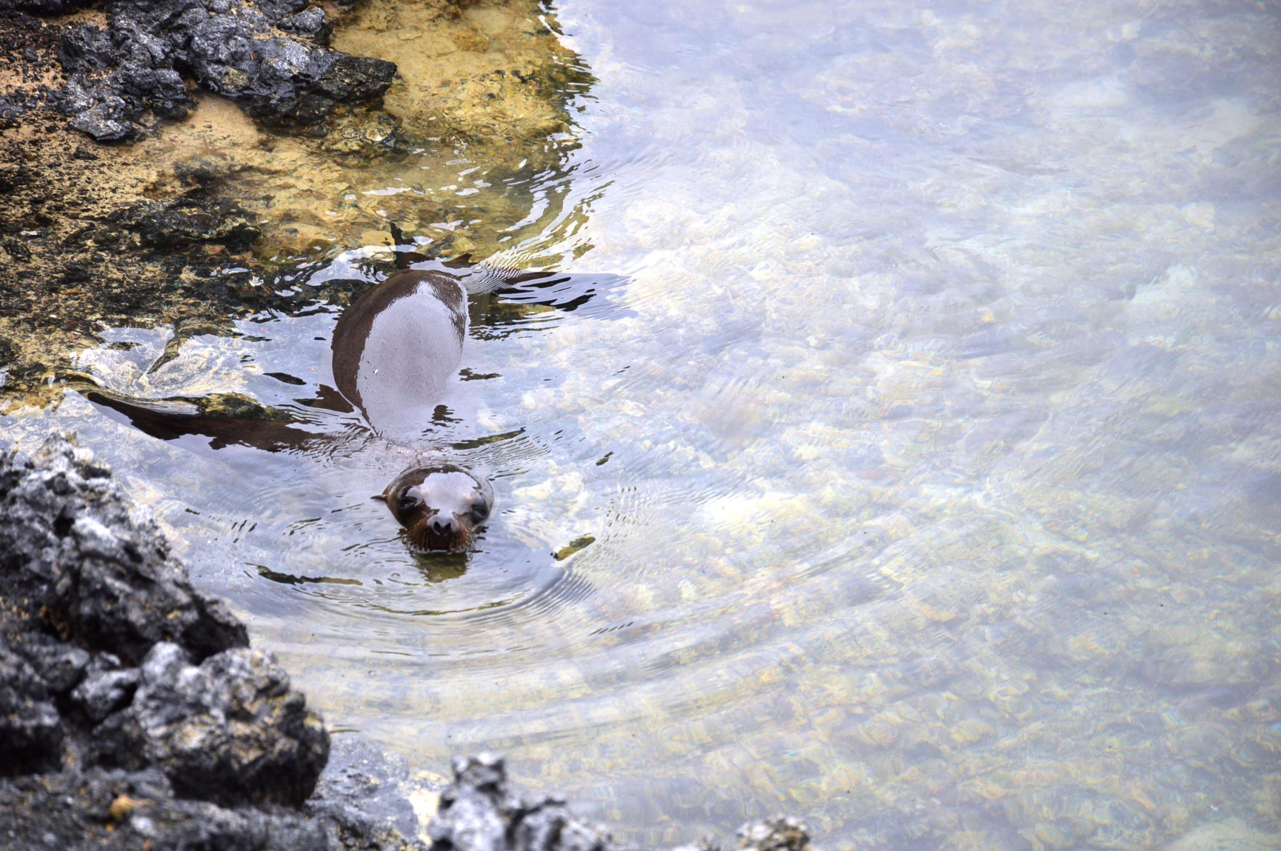 Les îles Galapagos rouvrent leurs portes le 1er juillet, voilà une super destination !