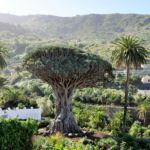 Les arbres emblématiques des destinations touristiques