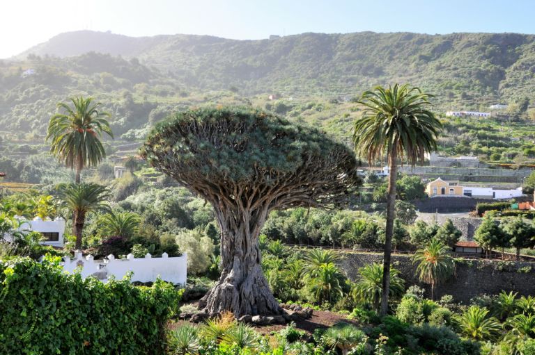 Les arbres emblématiques des destinations touristiques