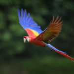 Quel visa et quelle assurance voyage pour des vacances au Costa Rica ?