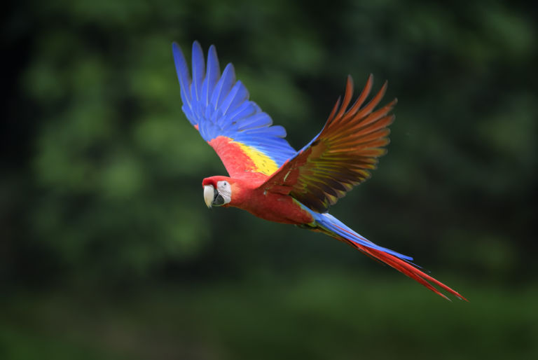 Quel visa et quelle assurance voyage pour des vacances au Costa Rica ?