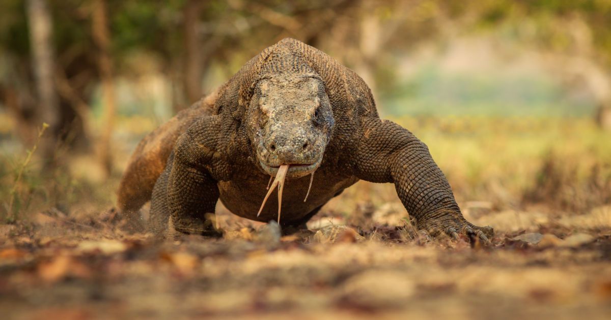 la sécurité en Indonésie