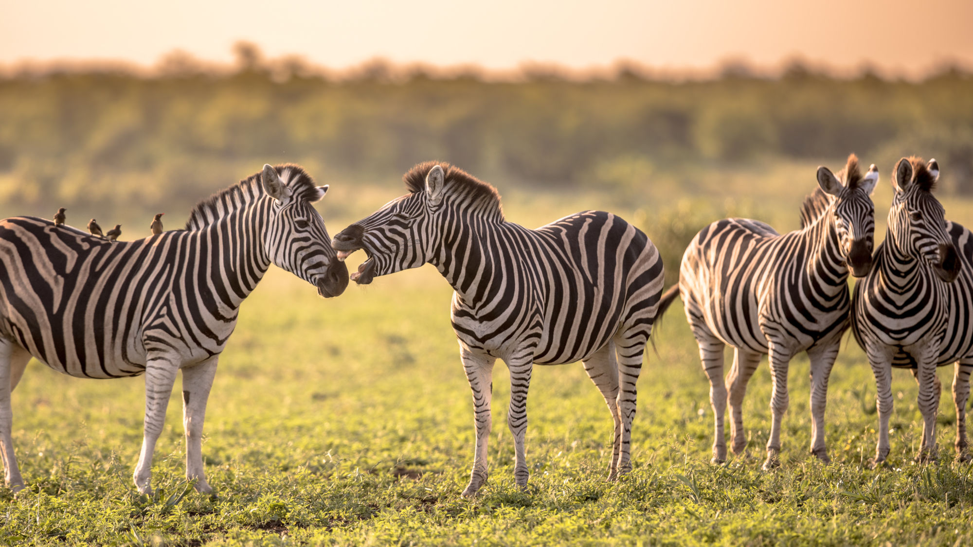 Quelle Agence Pour Organiser Votre Safari Sur Mesure En Afrique